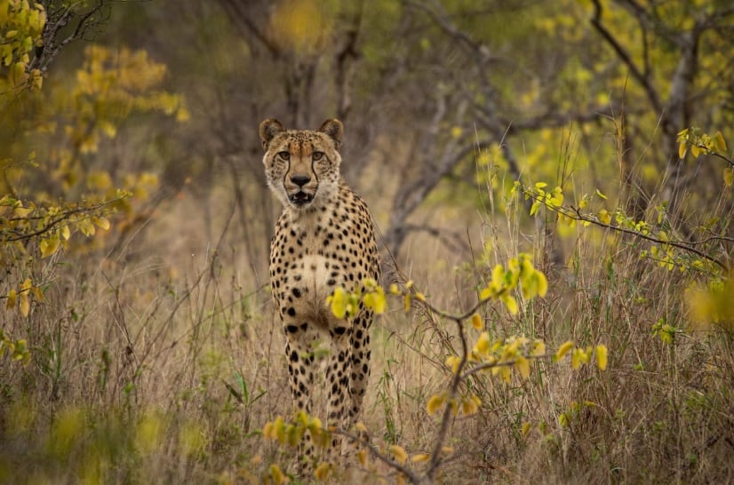 Stay 3 Nights Pay for 2 Nights only Simbavati Experience Greater Kruger Park